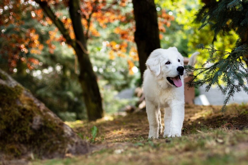 Il proprietario: primo guardiano della salute del cane!