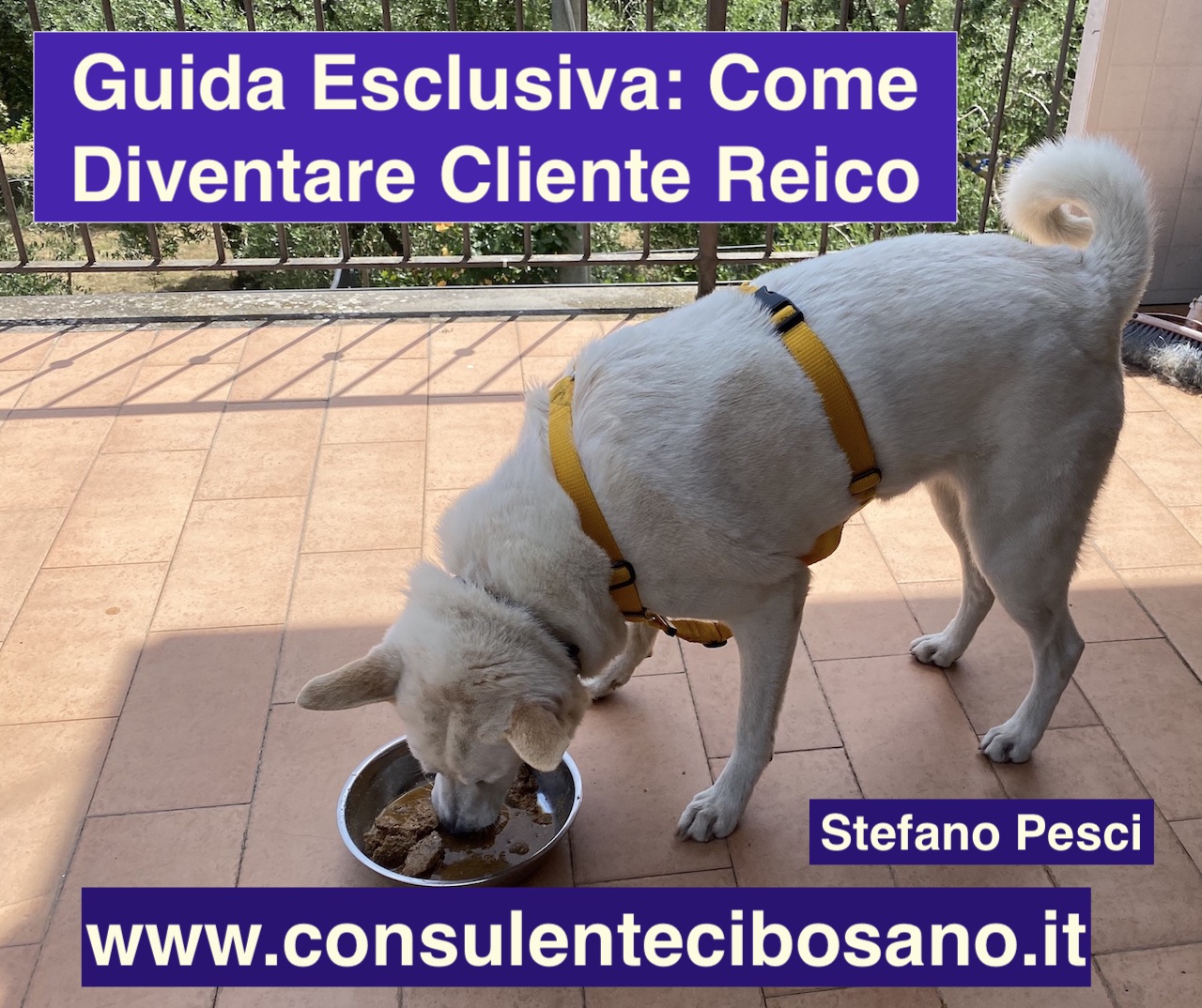 Guida Esclusiva: Come Diventare Cliente Reico Stefano Pesci