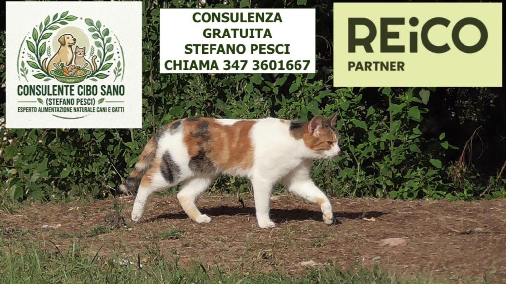 Consulente cibo sano gatti Stefano Pesci REiCO Partner Autorizzato